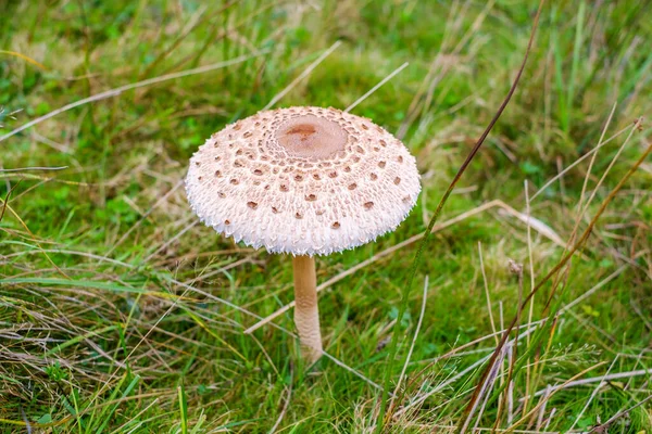 Cogumelos Parassóis Macrolepiota Procera Floresta — Fotografia de Stock