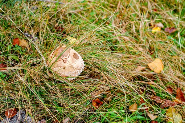 Champignons Parasols Macrolepiota Procera Dans Forêt — Photo