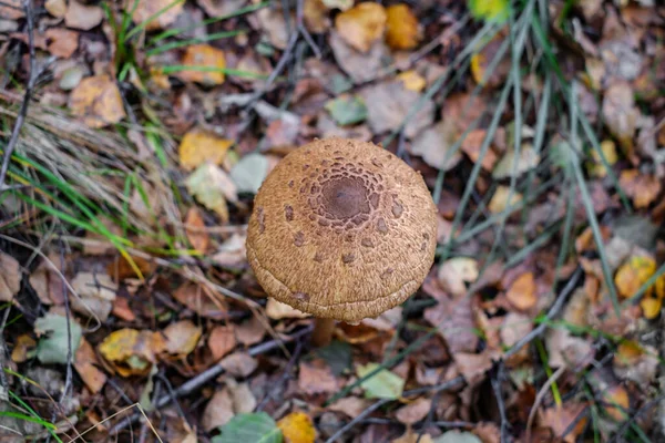 Funghi Ombrelloni Macrolepiota Procera Nel Bosco — Foto Stock