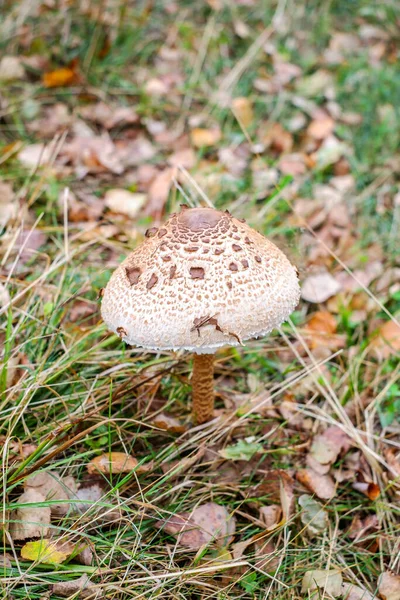 Funghi Ombrelloni Macrolepiota Procera Nel Bosco — Foto Stock