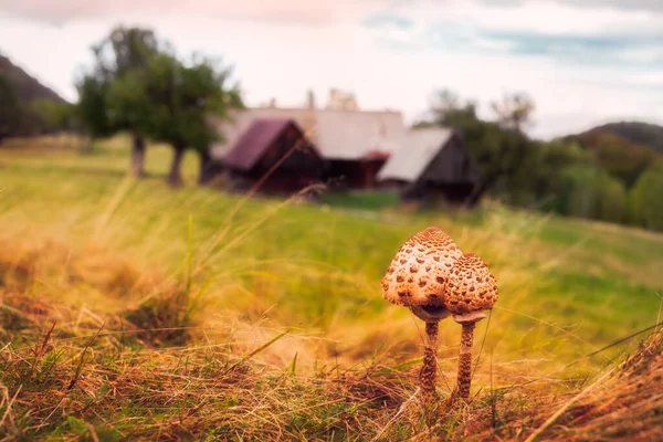Parasol mushrooms ( Macrolepiota procera ) with cottage in background