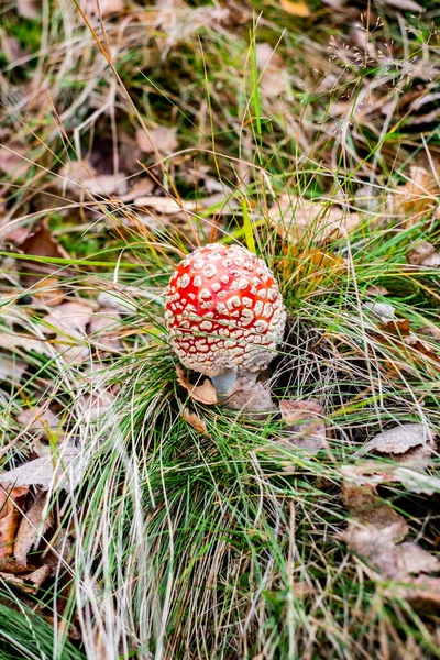 Feci Rospo Rosso Crescita Funghi Velenosi Nella Foresta — Foto Stock