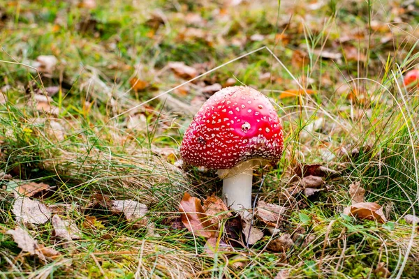 Red Toadstool Poisonous Mushroom Growth Forest — Stock Photo, Image