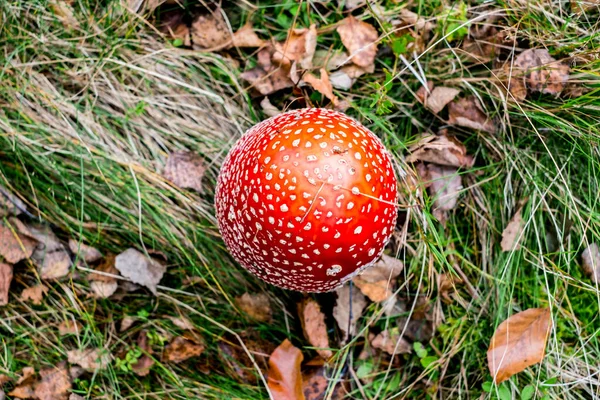 Feci Rospo Rosso Crescita Funghi Velenosi Nella Foresta — Foto Stock