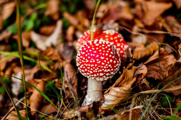 Toadstool Vermelho Crescimento Cogumelos Venenosos Floresta — Fotografia de Stock
