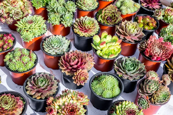 Kleine Potten Met Diverse Cactusplanten — Stockfoto
