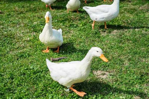 Gansos Blancos Hierba — Foto de Stock