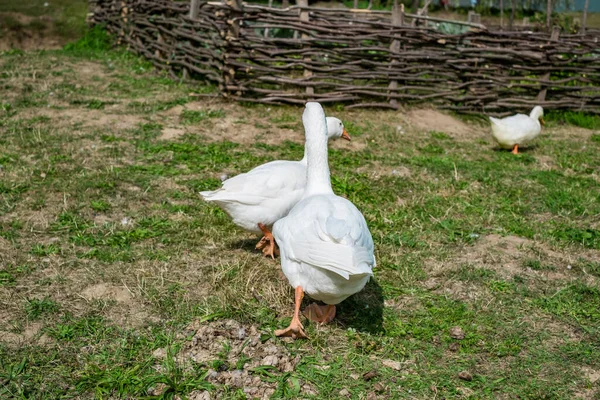 Bílé Husy Trávě — Stock fotografie