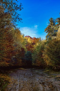 Romanya dağlarındaki güzel sonbahar manzaraları, Fantanele köyü bölgesi, Sibiu ilçesi, Cindrel dağları, Romanya