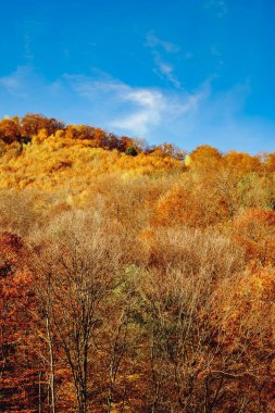 Romanya dağlarındaki güzel sonbahar manzaraları, Fantanele köyü bölgesi, Sibiu ilçesi, Cindrel dağları, Romanya