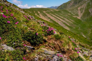 Fagaras Romen dağlarından güzel manzara, Suru zirvesi.