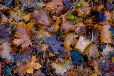 Ormanda sonbahar yaprakları