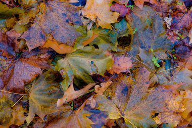 Ormanda sonbahar yaprakları