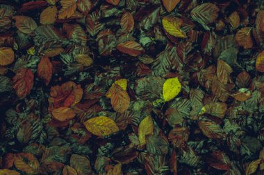 Ormanda sonbahar yaprakları