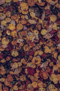 Ormanda sonbahar yaprakları