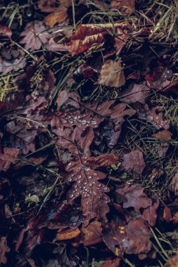 Ormanda sonbahar yaprakları