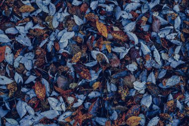 Ormanda sonbahar yaprakları