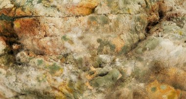 Ekmek kalıbı, Rhizopus, yıllanmış ekmek üzerindeki mantar.