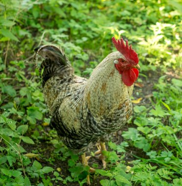 Yeşil bahçedeki tavuklar