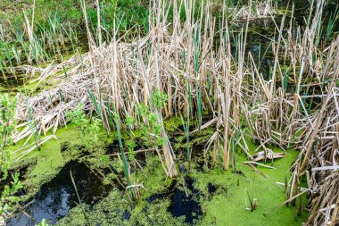 Gölde kedi kuyruğu ve ördek otu