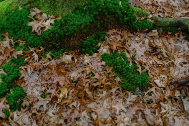 Ormanda kurumuş meşe yaprağı ve yosun var.