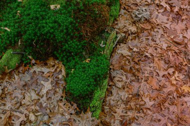 Ormanda kurumuş meşe yaprağı ve yosun var.