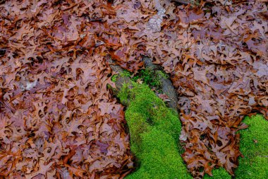 Ormanda kurumuş meşe yaprağı ve yosun var.