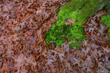 Ormanda kurumuş meşe yaprağı ve yosun var.