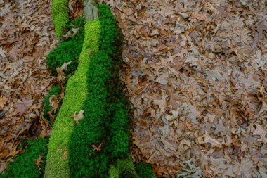 Ormanda kurumuş meşe yaprağı ve yosun var.