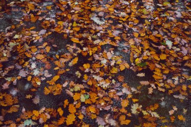 Sonbahar yaprakları eriyen karla suya düşer.