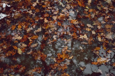 Sonbahar yaprakları eriyen karla suya düşer.