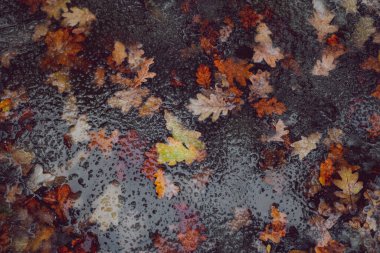 Sonbahar yaprakları eriyen karla suya düşer.