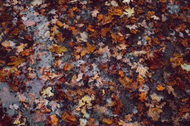 Sonbahar yaprakları eriyen karla suya düşer.