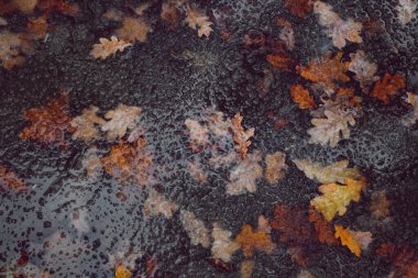 Sonbahar yaprakları eriyen karla suya düşer.