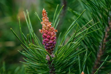 Ön planda köknar tomurcukları