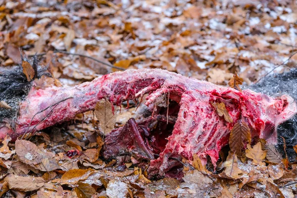 Egy Vadállatok Által Megevett Kutya Véres Teteme — Stock Fotó
