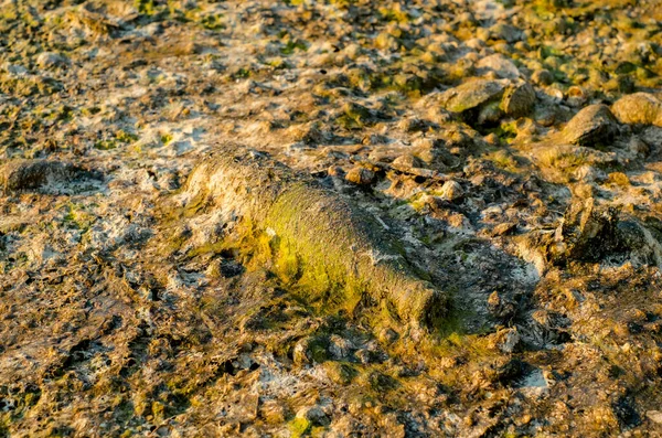 Bottle Covered Algae Polluting Beach — Stock Photo, Image