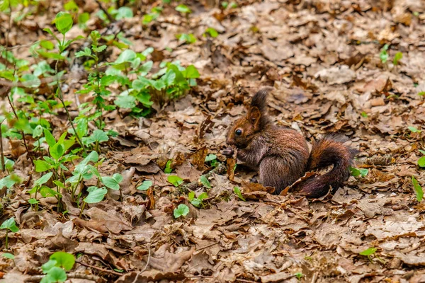 Écureuil Dans Les Bois — Photo