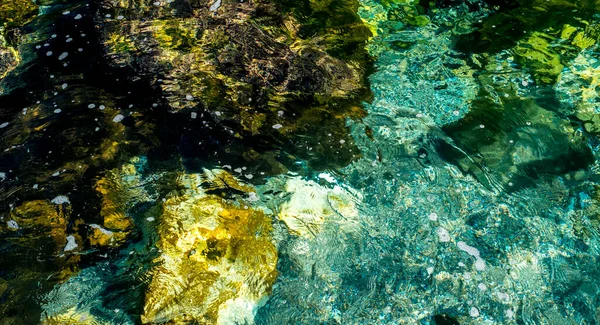 海湾岩石上的海藻和苔藓 — 图库照片