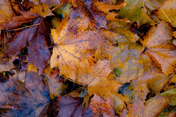 Herbstlaub Wald — Stockfoto