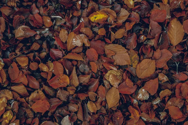 Feuilles Automne Dans Forêt — Photo