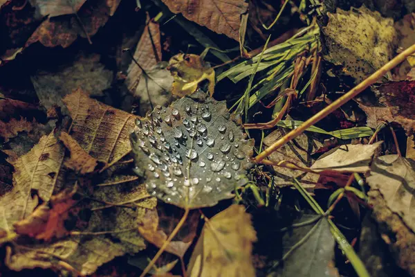 Foglie Autunnali Nella Foresta — Foto Stock