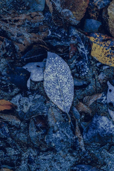 Feuilles Automne Dans Forêt — Photo