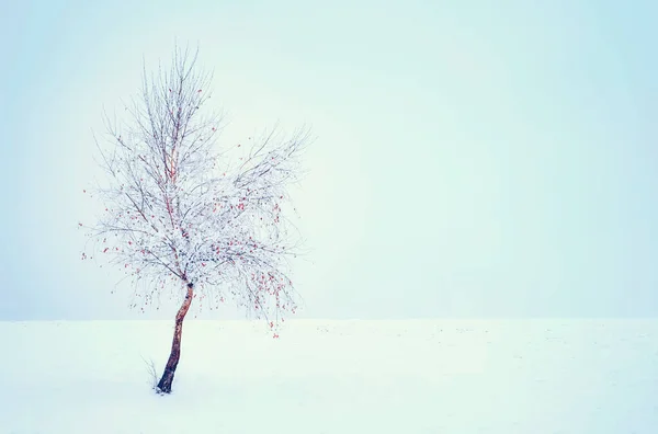 雪の中に赤い葉を持つ白樺 — ストック写真