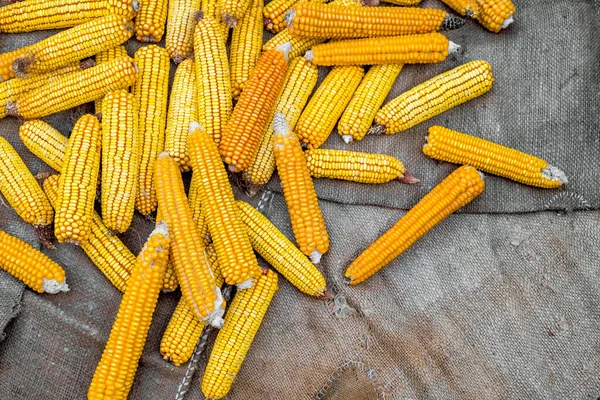 Сушеная Кукуруза Джуте — стоковое фото
