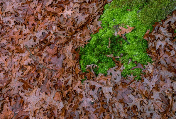 Suszone Liście Dębu Mech Lesie — Zdjęcie stockowe