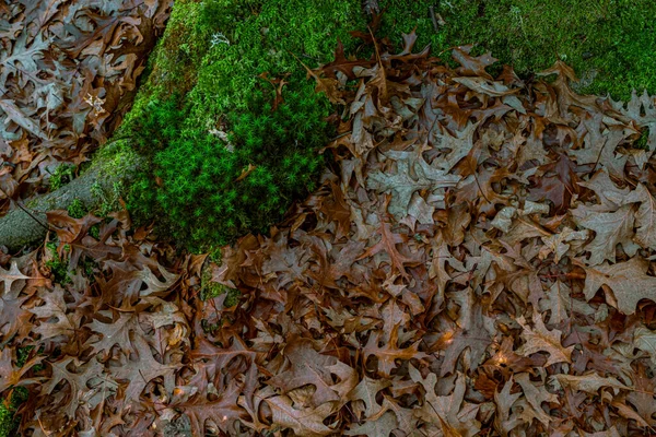 Feuilles Chêne Séchées Mousse Dans Forêt — Photo