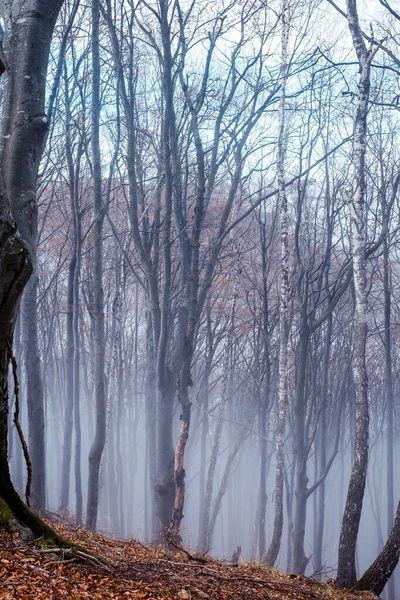 Manhã Cedo Floresta Faia Com Nevoeiro Cindrel Montanhas Roménia — Fotografia de Stock