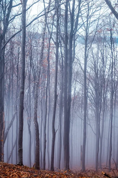 Časné Ráno Bukovém Lese Mlhou Popelářské Hory Rumunsko — Stock fotografie