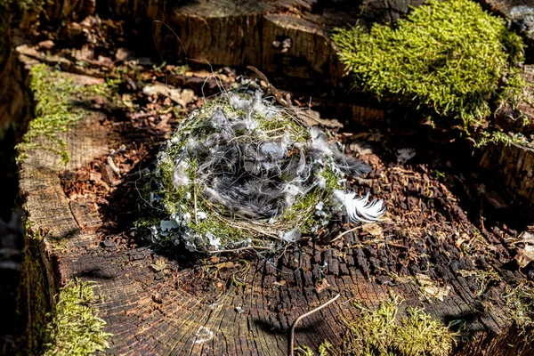 Ormandaki Boş Kuş Yuvası — Stok fotoğraf